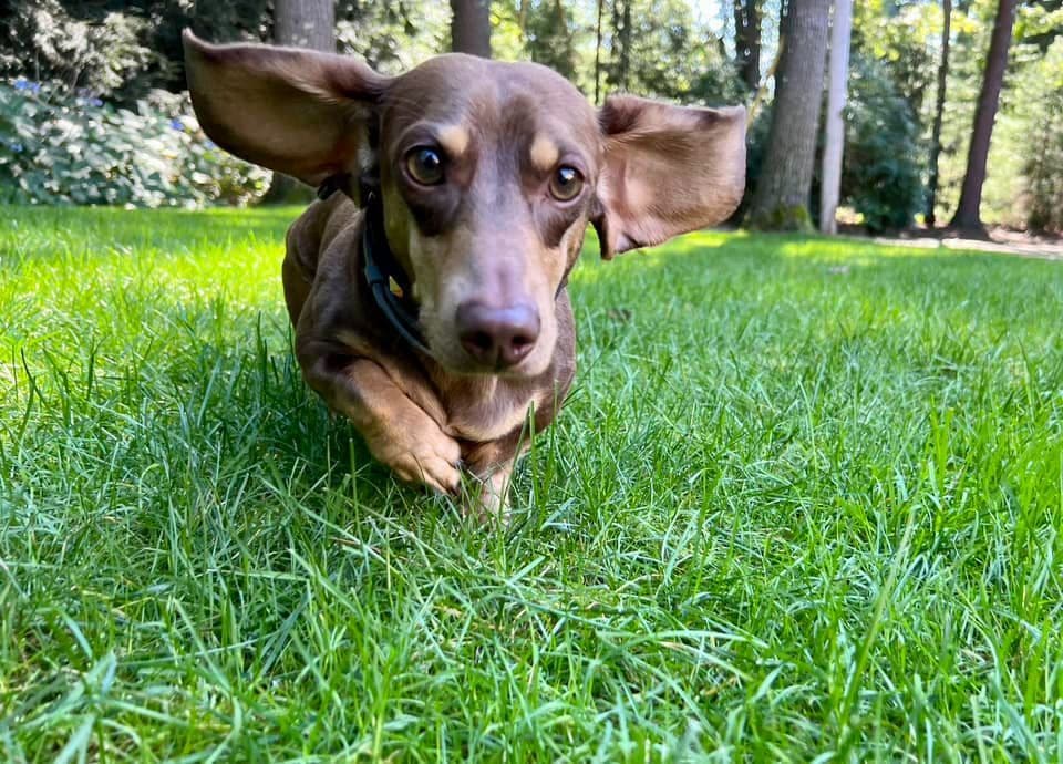 Wire Hair, Dachshund, Girl Available... breeder image 25