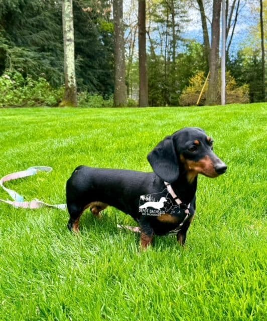 Wire Hair, Dachshund, Girl Available... breeder image 26