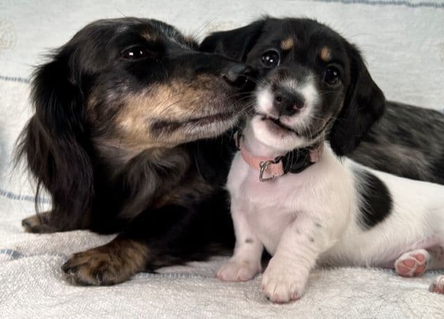 Wire Hair, Dachshund, Girl Available... breeder image 27