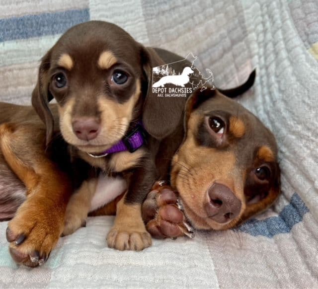 Wire Hair, Dachshund, Girl Available... breeder image 28