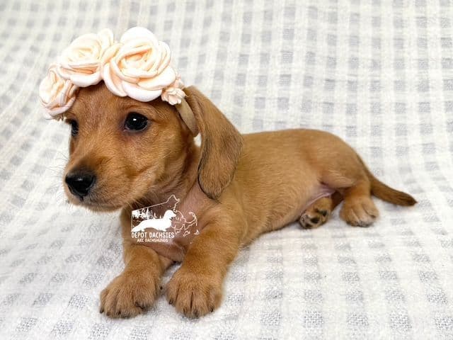Wire Hair, Dachshund, Girl Available... media 2