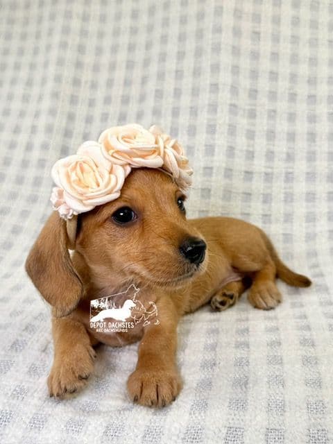 Wire Hair, Dachshund, Girl Available... media 3