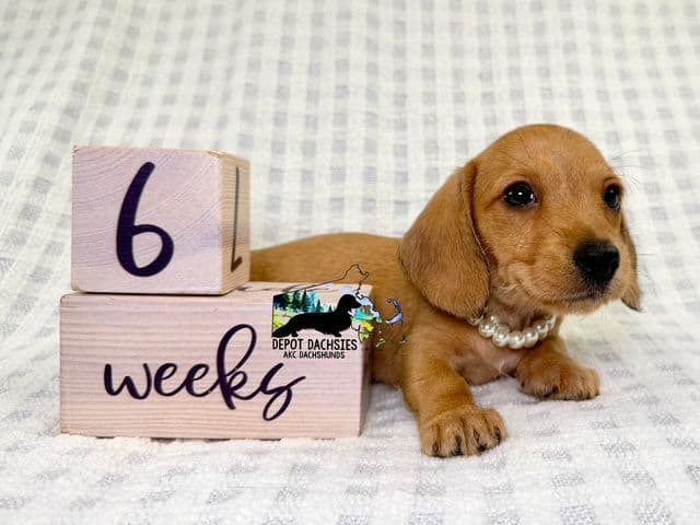Wire Hair, Dachshund, Girl Available... media 4