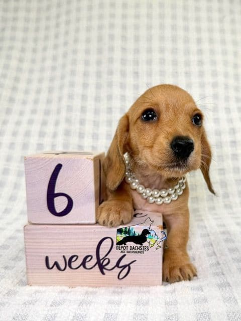 Wire Hair, Dachshund, Girl Available... media 5