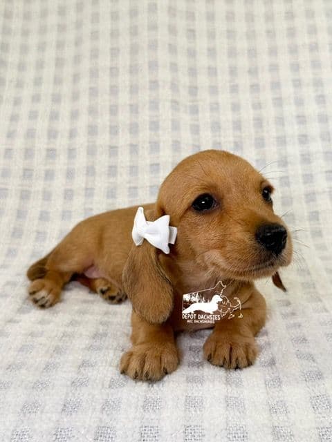 Wire Hair, Dachshund, Girl Available... media 6