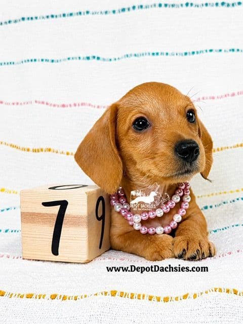 Wire Hair, Dachshund, Girl Available... media 10