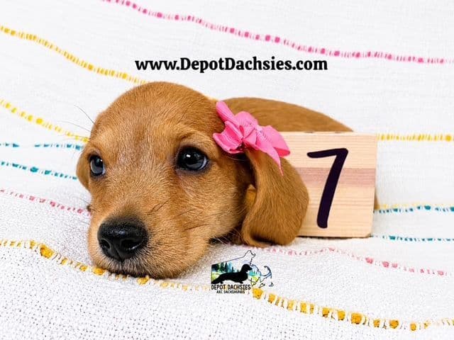 Wire Hair, Dachshund, Girl Available... media 13