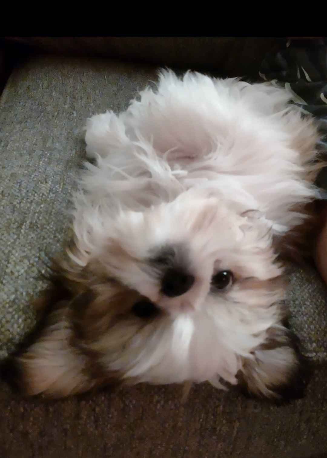 Shih Tzu Puppies breeder image 1