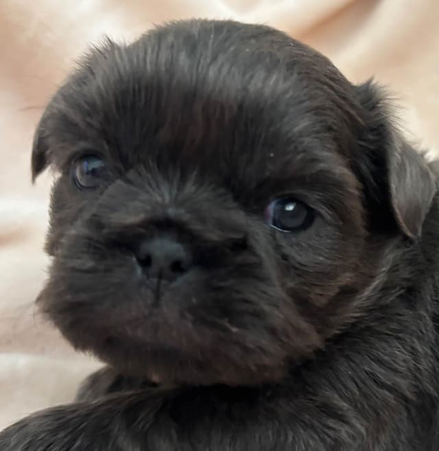 Shih Tzu Puppies media 2