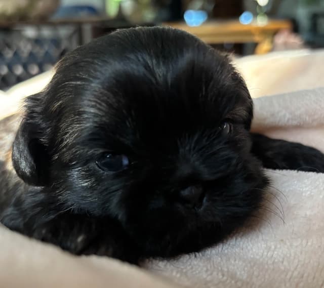 Shih Tzu Puppies media 4