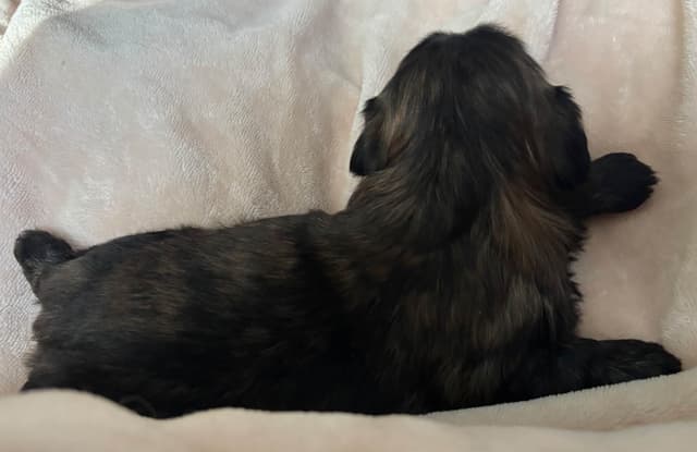 Shih Tzu Puppies media 5