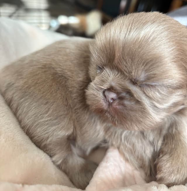 Shih Tzu Puppies media 6