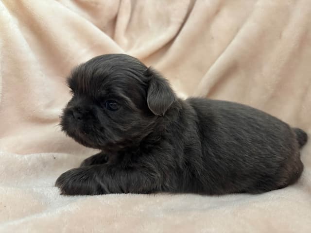 Shih Tzu Puppies media 3