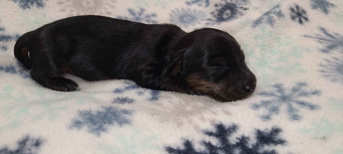 Dachshund Puppies breeder image 4
