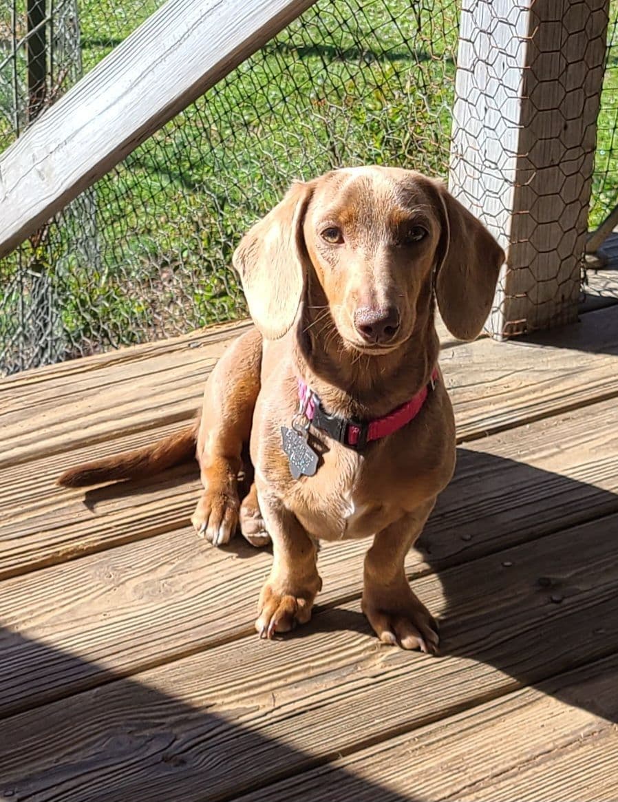 Dachshund Puppies breeder image 5
