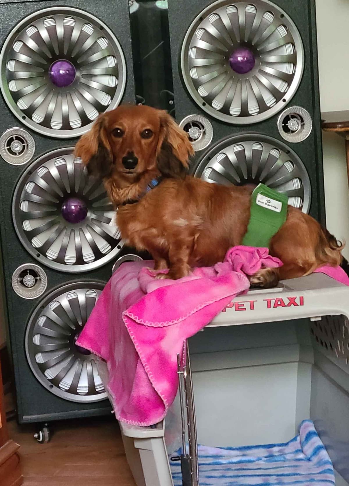 Dachshund Puppies breeder image 6