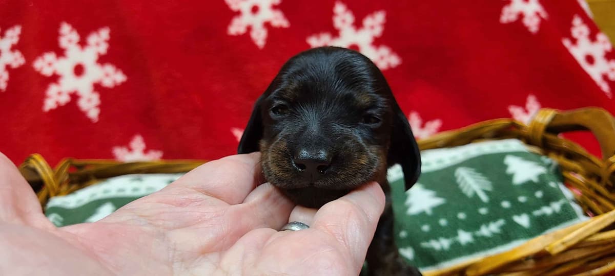 Dachshund Puppies breeder image 3