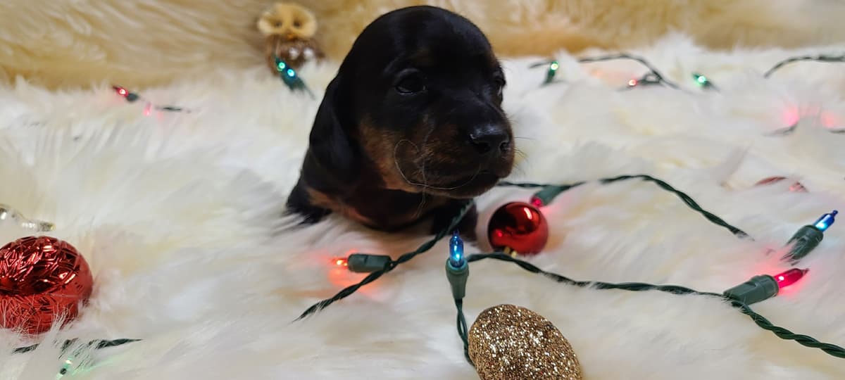 Dachshund Puppies breeder image 1