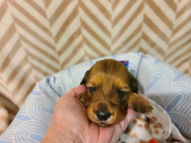 Dachshund Puppies media 3