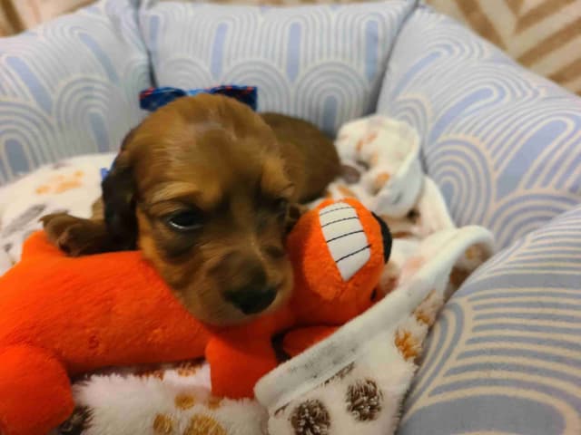 Dachshund Puppies media 4
