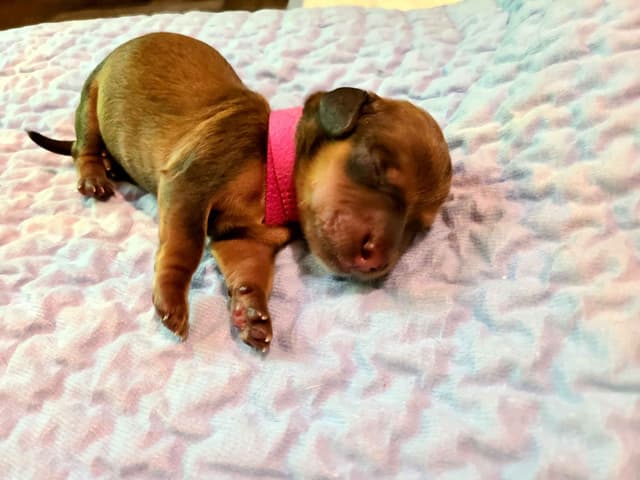 Dachshund Puppies media 8