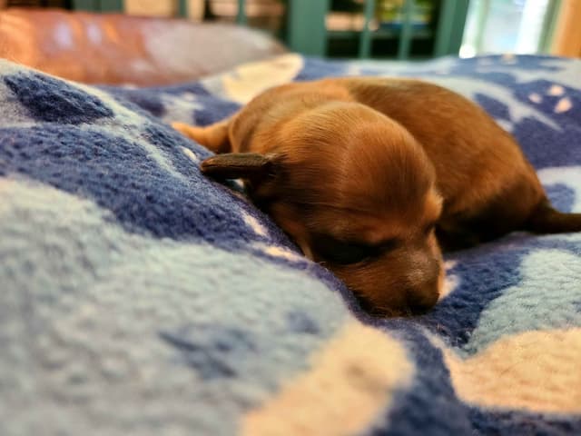 Dachshund Puppies media 5
