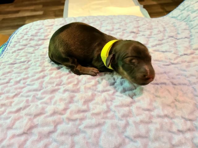 Dachshund Puppies media 7
