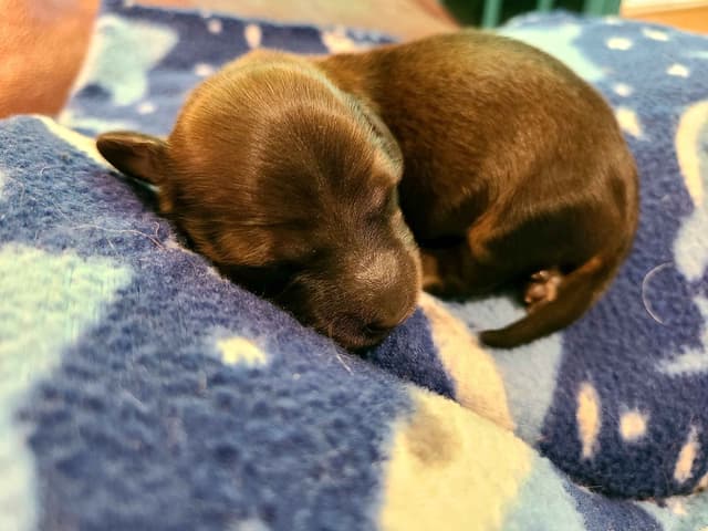 Dachshund Puppies media 9