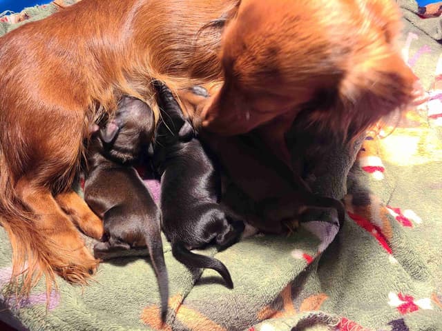 Dachshund Puppies media 10