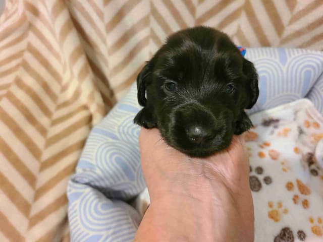 Dachshund Puppies media 11