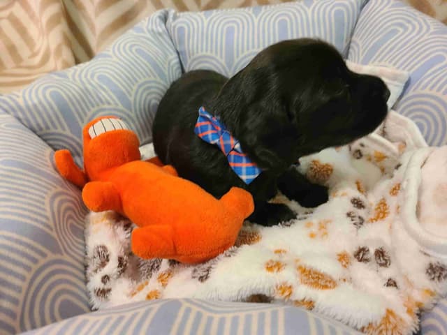 Dachshund Puppies media 13