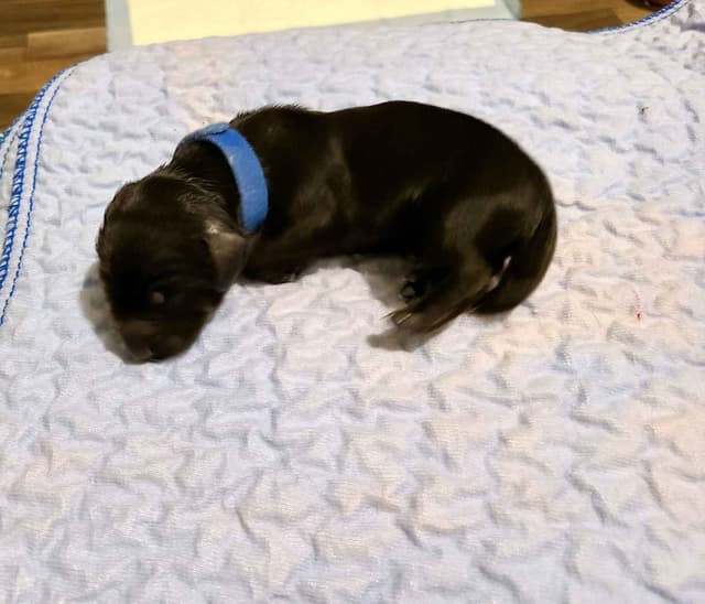 Dachshund Puppies media 12