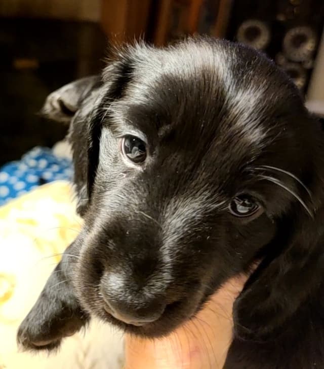 Dachshund Puppies media 14