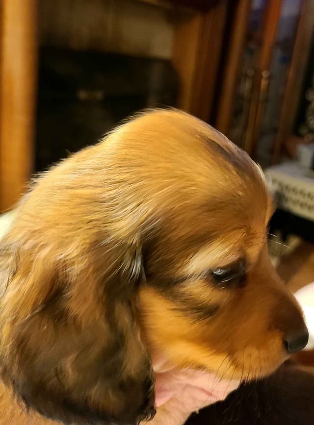Dachshund Puppies media 15