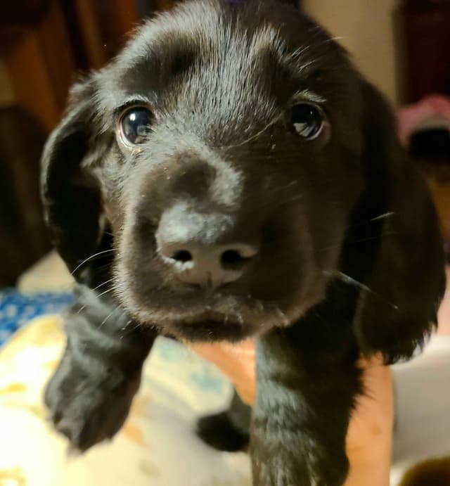 Dachshund Puppies media 17