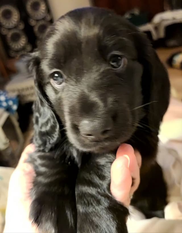Dachshund Puppies media 19