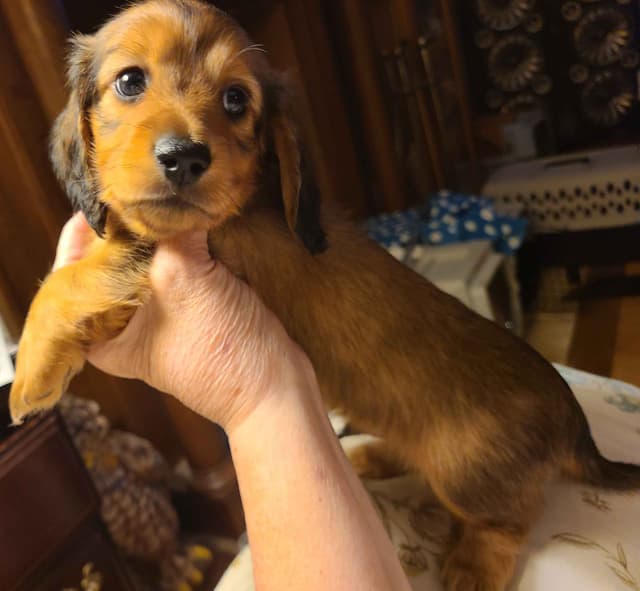 Dachshund Puppies media 22