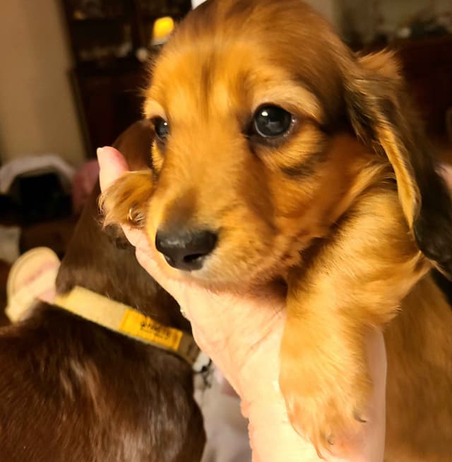 Dachshund Puppies media 21