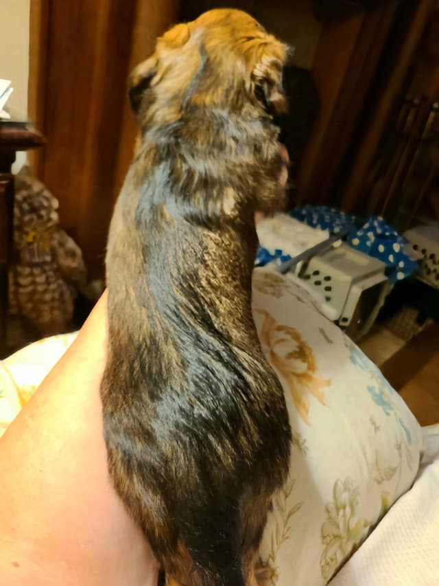 Dachshund Puppies media 29