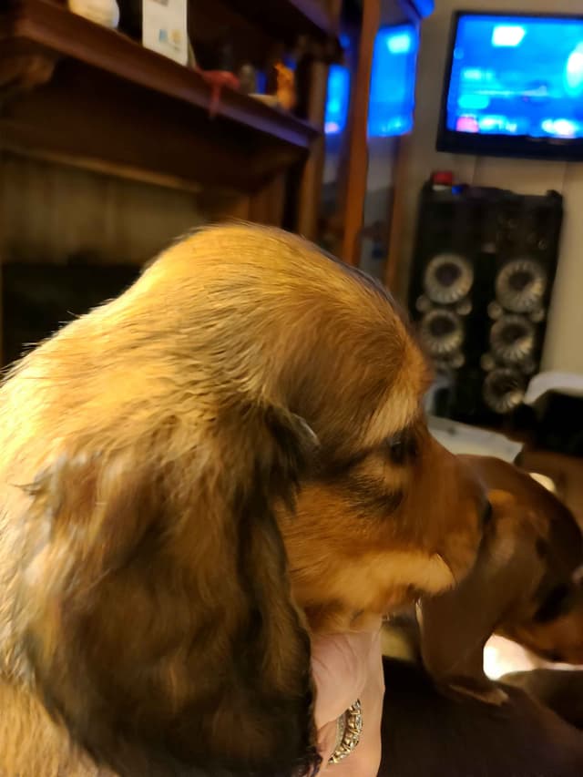 Dachshund Puppies media 24