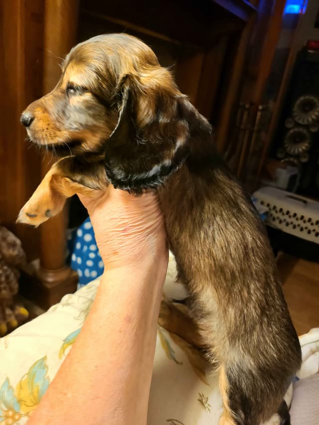 Dachshund Puppies media 28