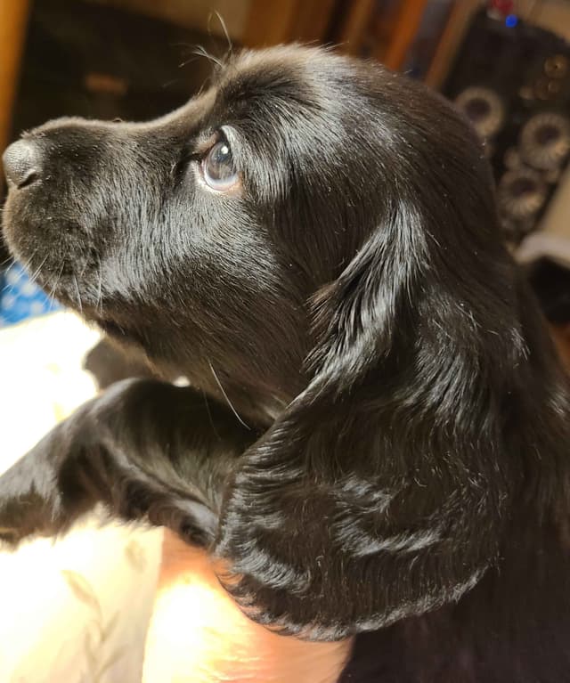 Dachshund Puppies media 26