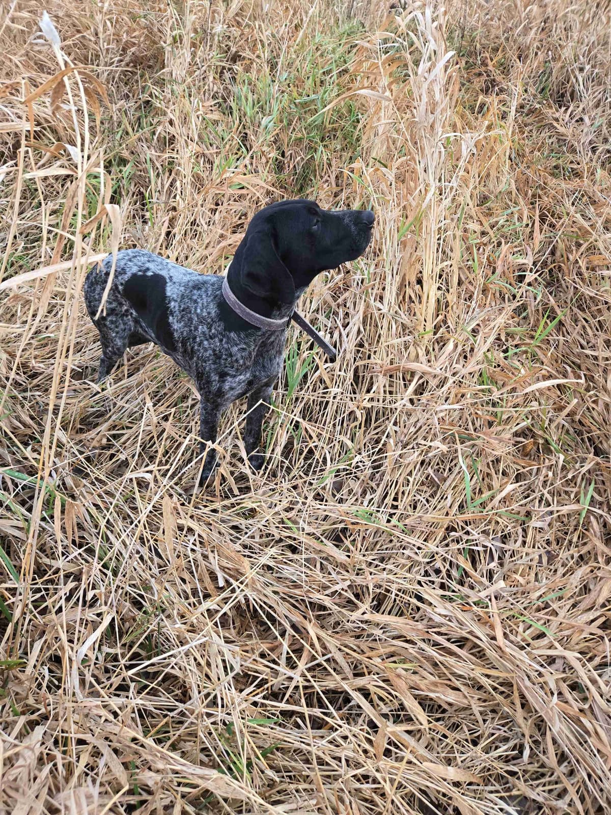 German Shorthaired Pointer Puppies breeder image 1