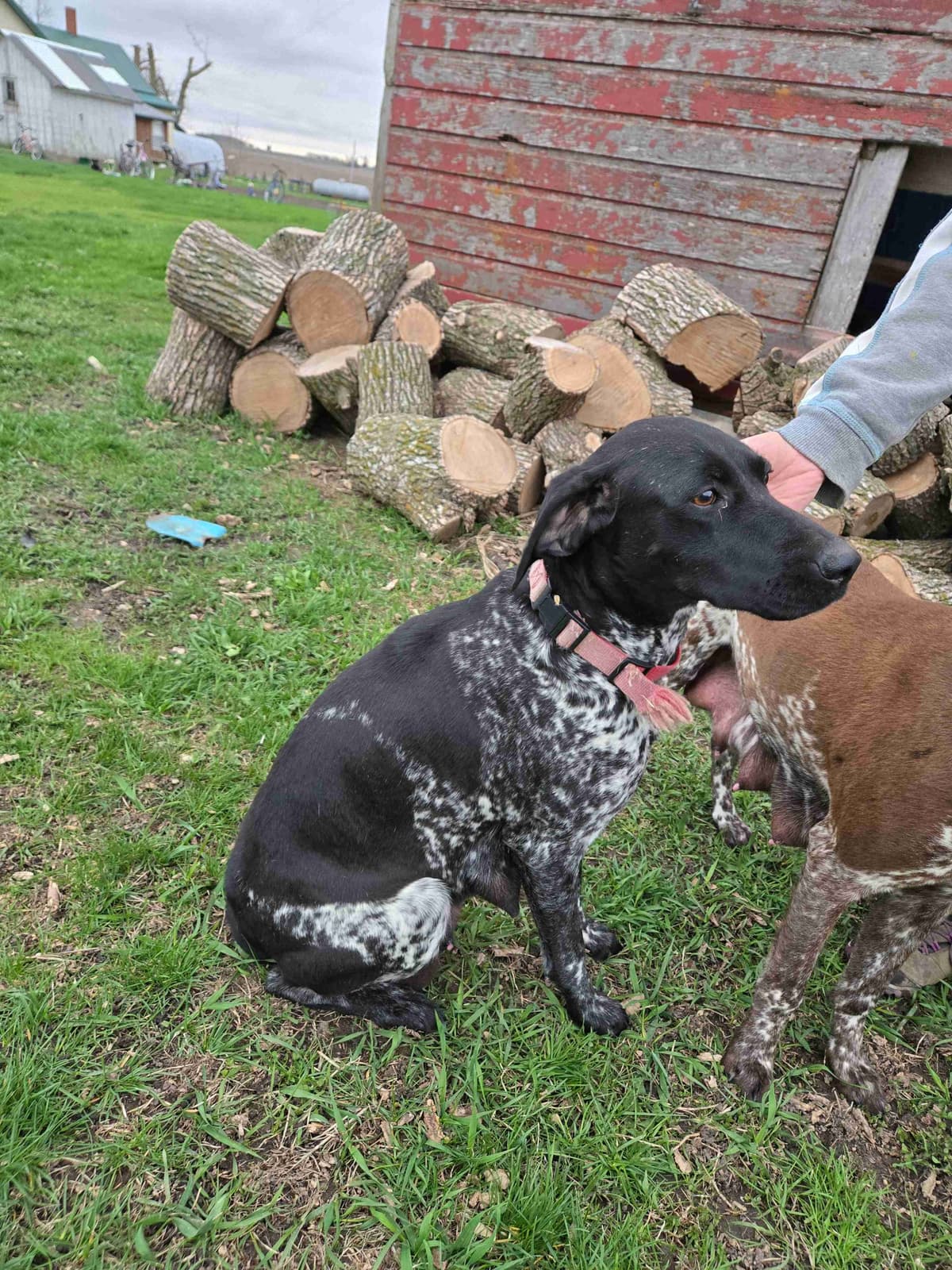 German Shorthaired Pointer Puppies breeder image 5