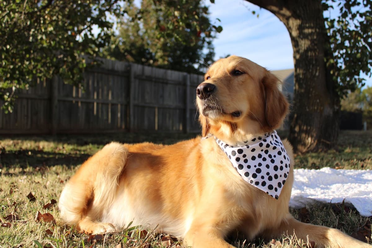 Golden Retriever Puppies breeder image 1