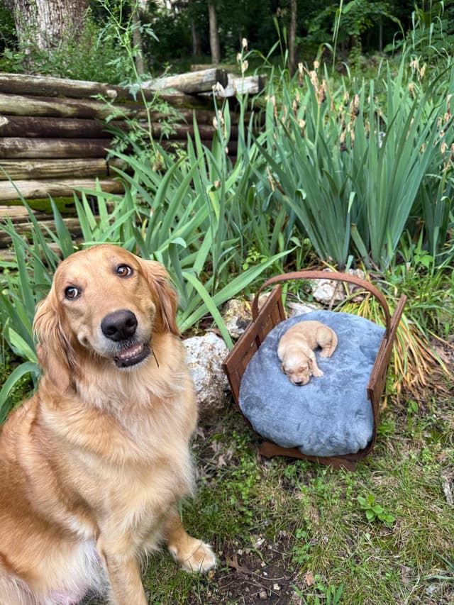 Golden Retriever Puppies media 8