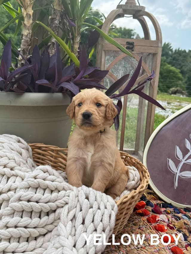 Golden Retriever Puppies media 5