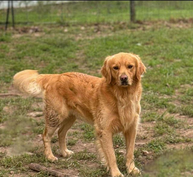 Golden Retriever Puppies media 6