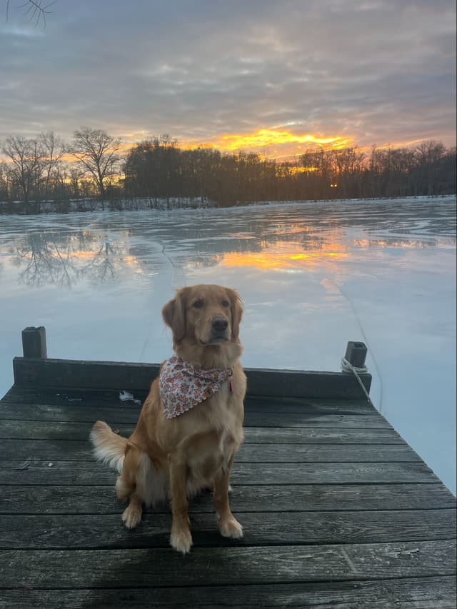 Golden Retriever Puppies media 9
