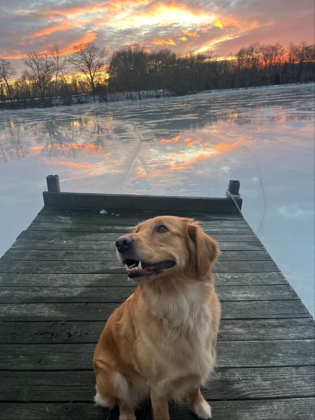 Golden Retriever Puppies media 10